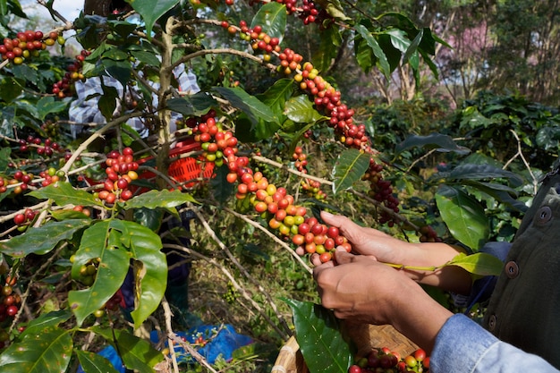 Os agricultores estão coletando grãos de café frescos de árvores Arábica cultivadas nas montanhas do distrito de Mae Wang, província de Chiang Mai.