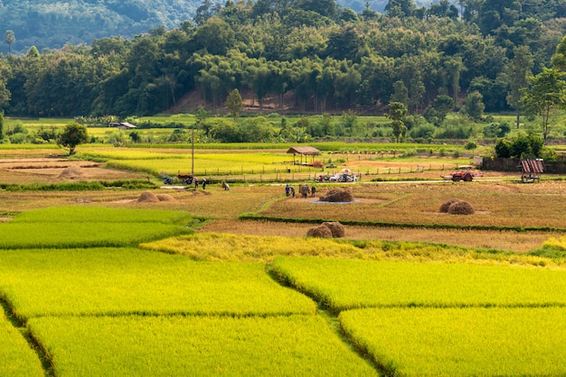 Os agricultores estão colhendo arroz no campo.