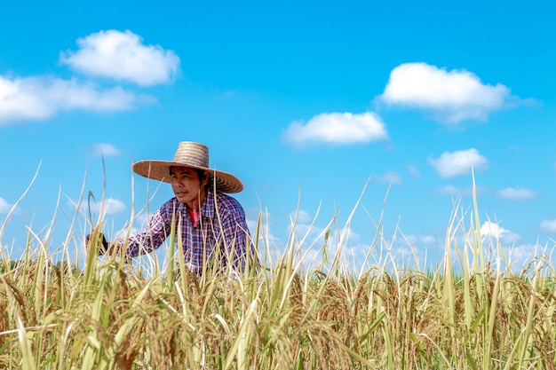 Os agricultores estão colhendo colheitas nos campos de arroz. Dia do céu brilhante