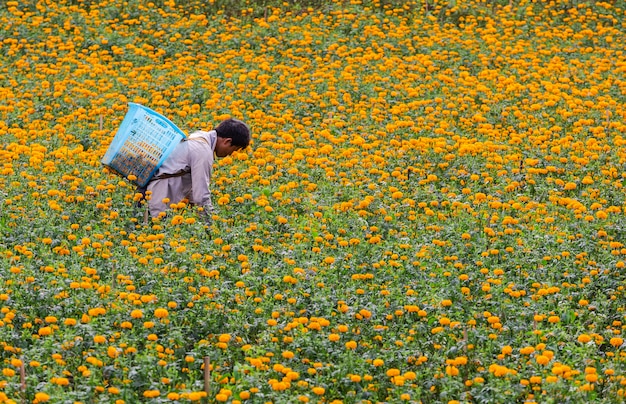 Os agricultores estão colhendo flores de calêndula pela manhã.