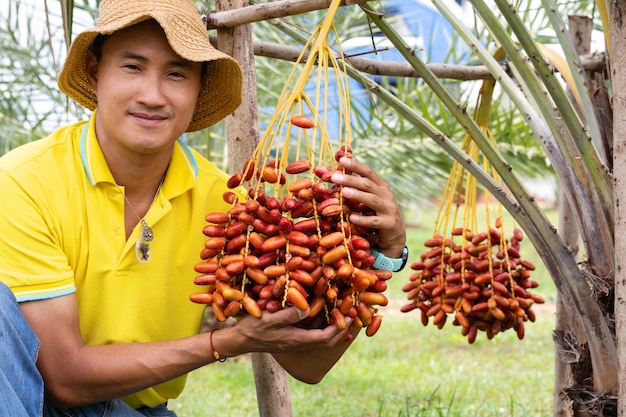 Os agricultores estão colhendo frutos maduros de tâmaras com galhos em palmeira de tâmaras