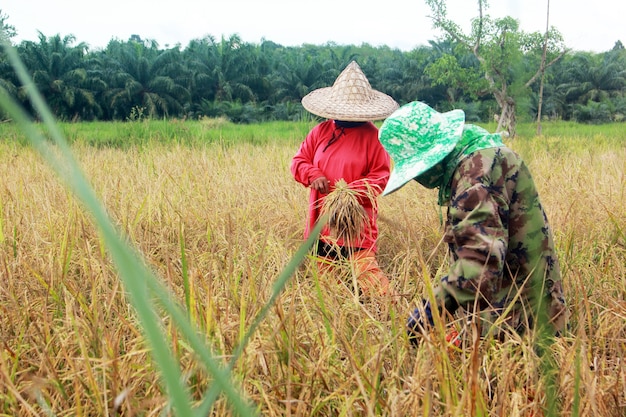 Os agricultores estão colhendo, Kuan Khanun District, Província de Phatthalung, Tailândia