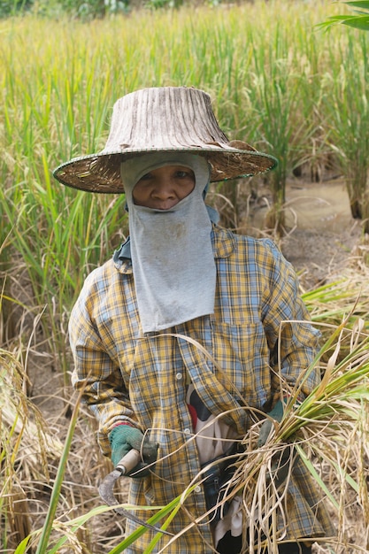 Os agricultores estão colhendo no campo de arroz