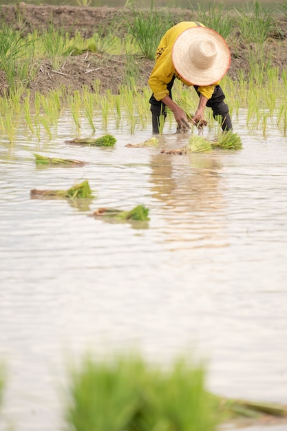 Os agricultores estão plantando arroz na fazenda. os agricultores se curvam para cultivar arroz.