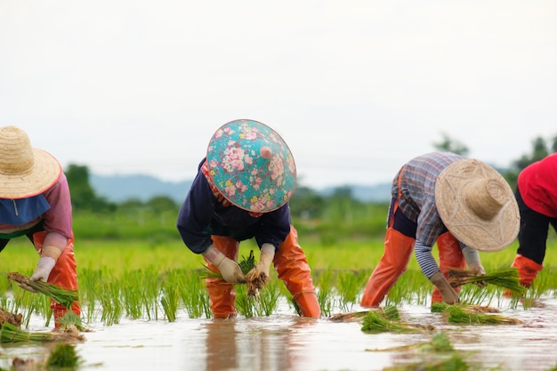 Os agricultores estão plantando arroz na fazenda. Os fazendeiros se curvam para cultivar arroz. Agricultura na Ásia. Cultivo usando pessoas.