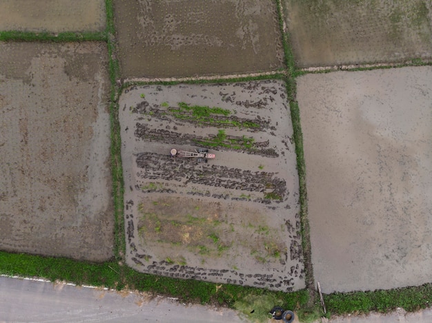 Os agricultores estão plantando campo de arroz, vista de cima, foto aérea