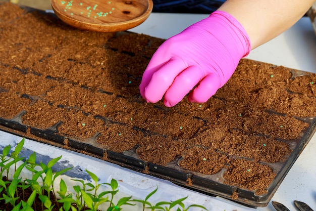 Os agricultores estão semeando plantas com sementes no solo. Cultivo de mudas, transplante, plantio de vegetais