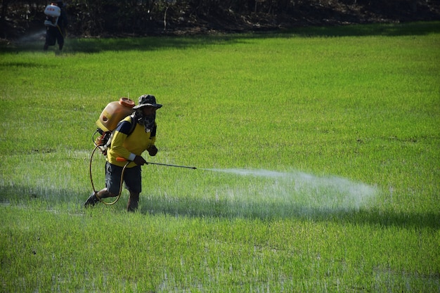 Foto os agricultores estavam fertilizando.infuso pulverizador de plantas daninhas