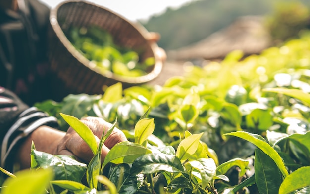 Os agricultores que estão colhendo as folhas da árvore do chá pela manhã