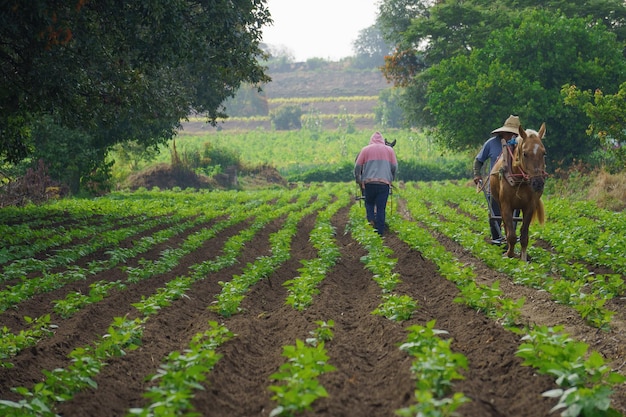 Os agricultores trabalham no campo usando um arado manual puxado por cavalos