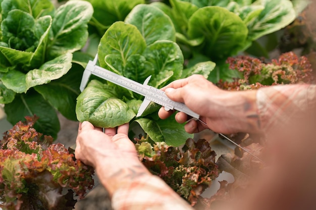 Os agricultores usam paquímetros vernier para medir vegetais para rastrear seu crescimento em viveiro de plantas Conceito de tecnologia de agricultura inteligente