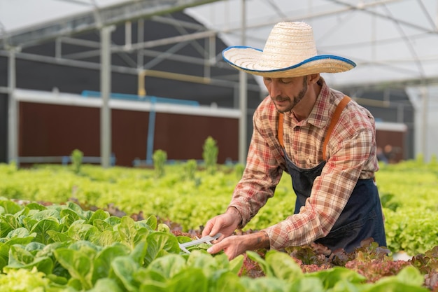 Os agricultores usam paquímetros vernier para medir vegetais para rastrear seu crescimento em viveiro de plantas Conceito de tecnologia de agricultura inteligente