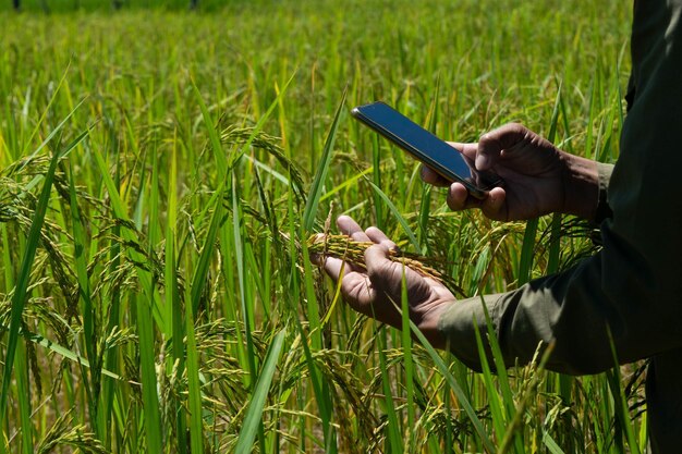 Os agricultores usam telefones celulares para monitorar a agricultura nos campos de arroz