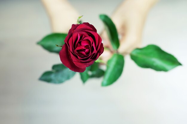 Os amantes estão dando rosas vermelhas no dia da valetina