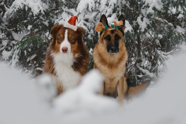Os animais de estimação do conceito comemoram o feriado como cartão de Natal das pessoas com cães