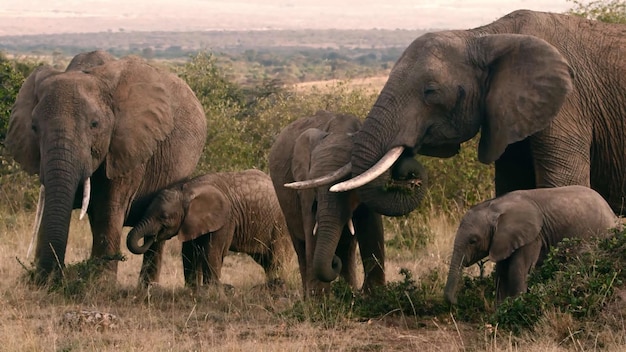 Os animais mais perigosos que vivem no cativante Parque Nacional do Rio Chobe