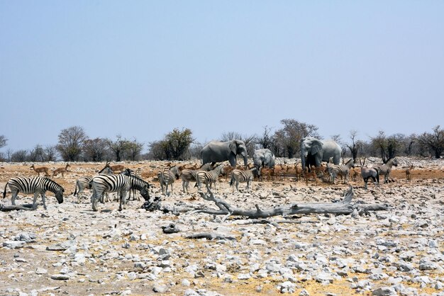 Os antílopes e as zebras dos elefantes vieram beber no pântano de sal no sol brilhante