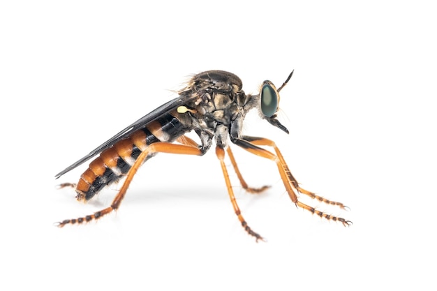 Os asilidae são a família da mosca ladrão, também chamada de mosca assassina. inseto. animal