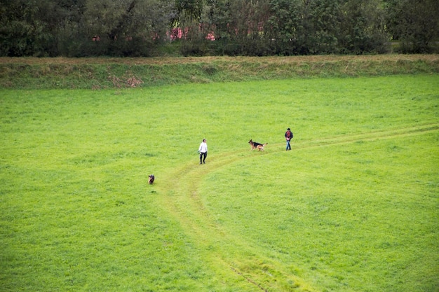 Os austríacos usam coleira para trazer cães para passear e brincar no campo de grama na cidade de Reutte, no estado do Tirol, Áustria