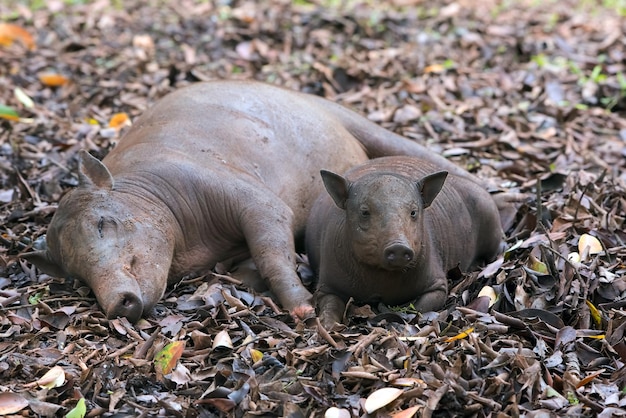 Os babirusas também chamaram deer pig descansando na lama