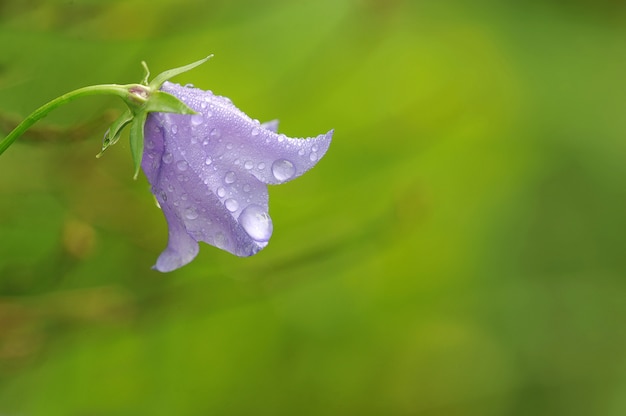 Os bellflowers com gotas de chuva