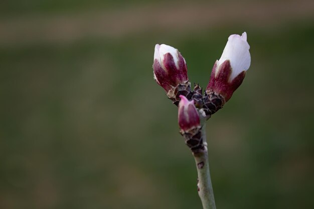 Foto os botões da árvore vão florescer na primavera.