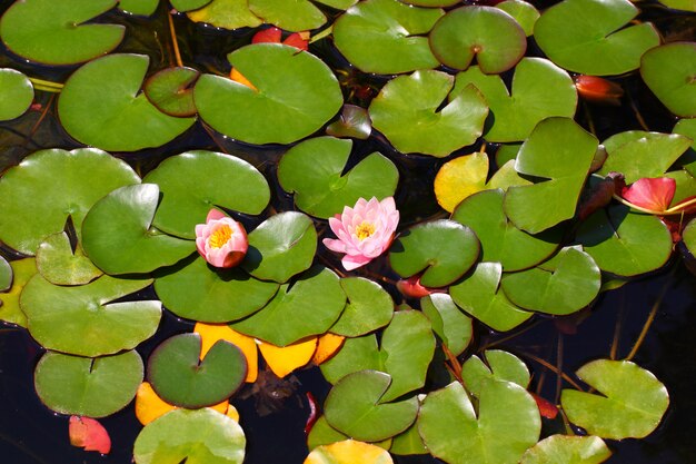 Os botões do lírio florescem rosa entre as folhas na água.