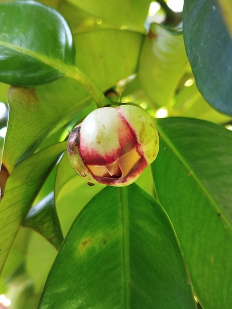 Os botões do mangostão florescem em uma árvore