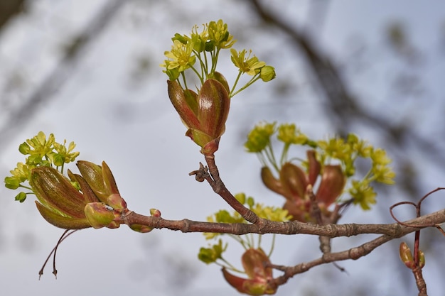 Os botões florais do bordo de azevinho estão florescendo lat Acer platanoides
