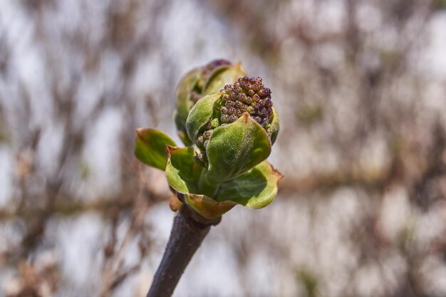 Os botões florais dos lilases lat Syringa vulgaris estão florescendo e as inflorescências aparecerão