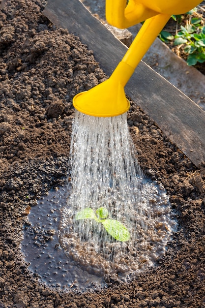 Os brotos jovens são regados com um regador amarelo no jardim, close-up. verões secos tornam a rega dos campos uma tarefa diária para os agricultores