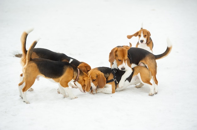 Os cães da raça Beagle brincam na neve ao ar livre no inverno.