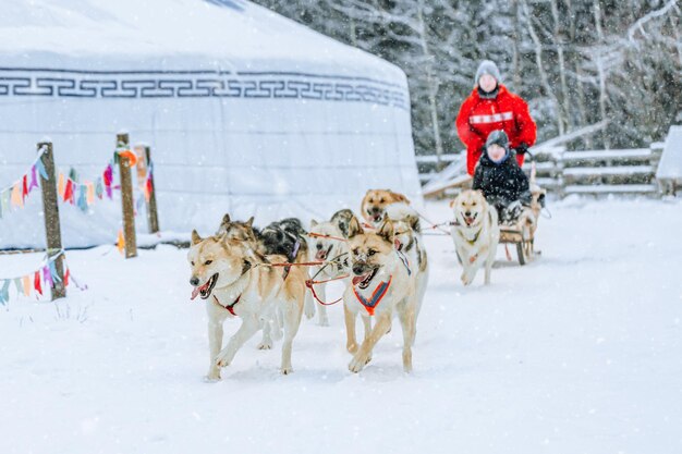 Os cães Husky puxam de trenó com uma criança no inverno na Finlândia.