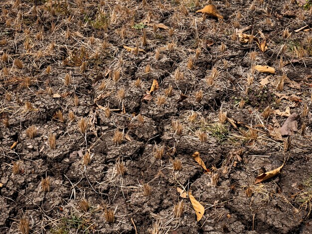 Os campos de arroz estão áridos e secos devido à longa estação seca