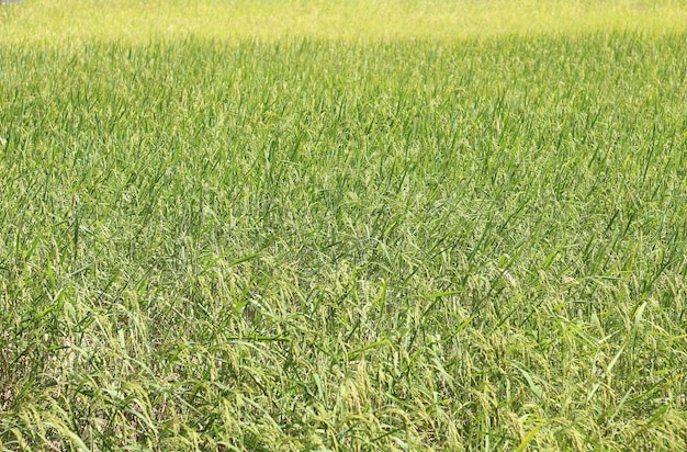 Os campos de arroz estão produzindo colheitas.