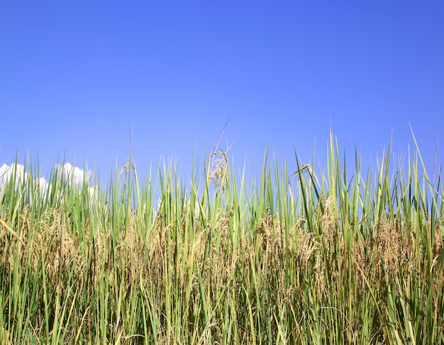 Os campos de arroz no outono