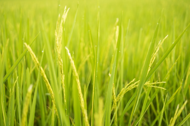 Os campos de arroz verde fresco nos campos estão crescendo seus grãos nas folhas com gotas de orvalho