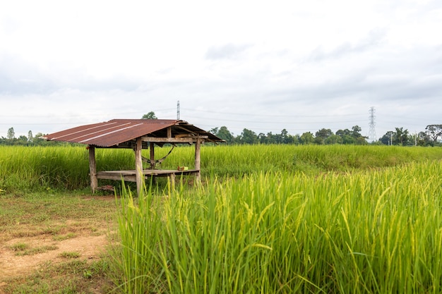 Os campos de arroz verde fresco nos campos estão crescendo seus grãos nas folhas com gotas de orvalho