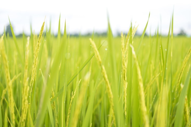 Os campos de arroz verde fresco nos campos estão crescendo seus grãos nas folhas com gotas de orvalho