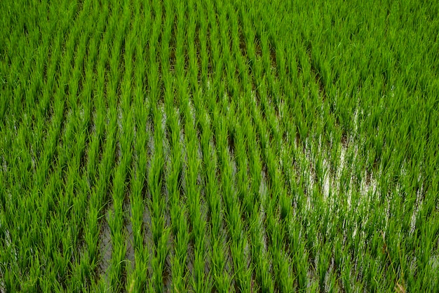 os campos de arroz