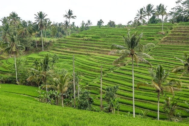 Os campos verdes de arroz jatiluwih na ilha de bali são patrimônio da unesco. é um dos lugares recomendados para se visitar em bali com as vistas espetaculares. viagem na ásia