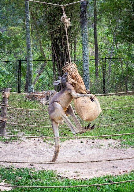 Os cangurus estão se exercitando para praticar a luta.