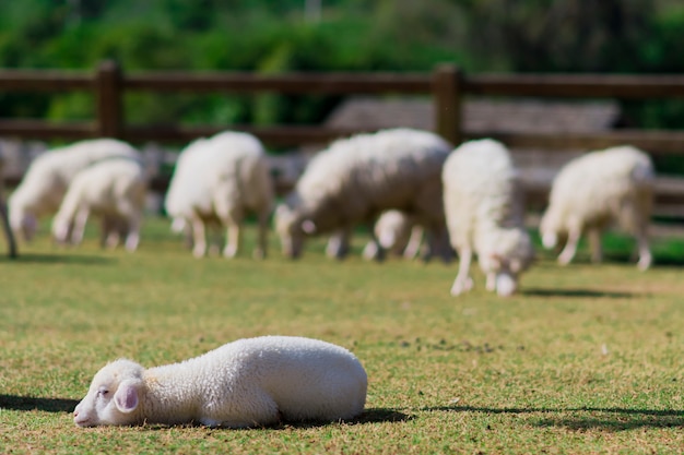 Os carneiros novos dormem no rés do chão na exploração agrícola. e o fundo borrado ovelhas jovens em pé em grandes números.