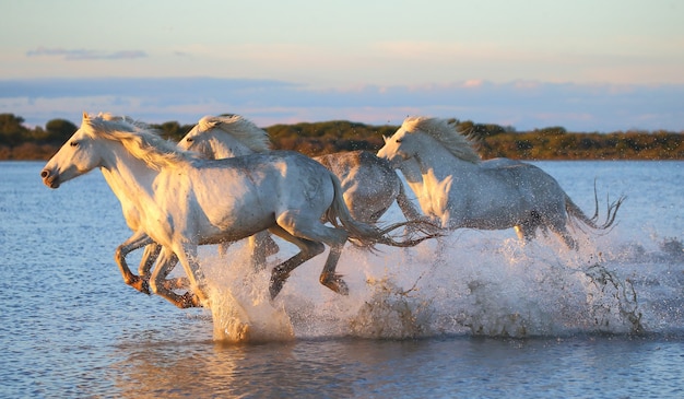 Os cavalos de Camargue estão correndo lindamente ao longo da água na lagoa