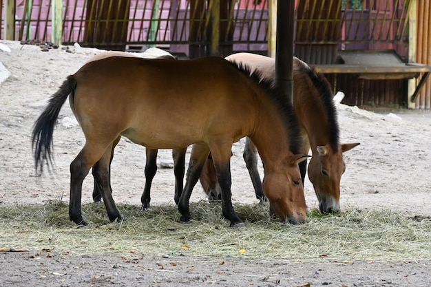 Os cavalos de Przewalski comem grama na fazenda