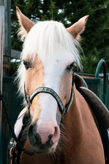 Os cavalos estão de pé na aldeia ao ar livre