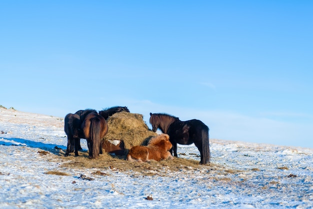 Os cavalos islandeses andam na neve perto de um palheiro. fazenda na islândia