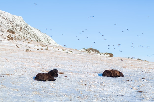 Os cavalos islandeses andam no inverno na neve na encosta de uma colina.