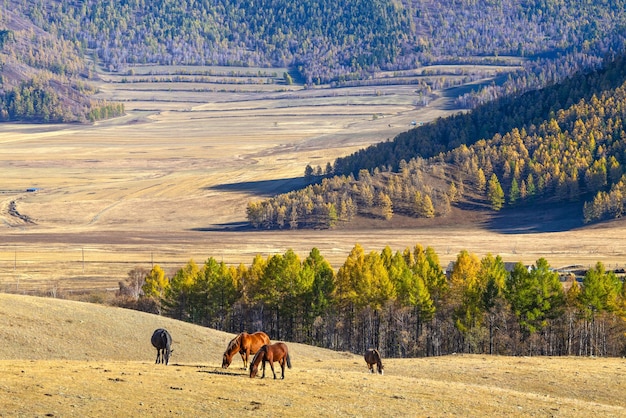 Os cavalos pastam em um outono do vale da montanha