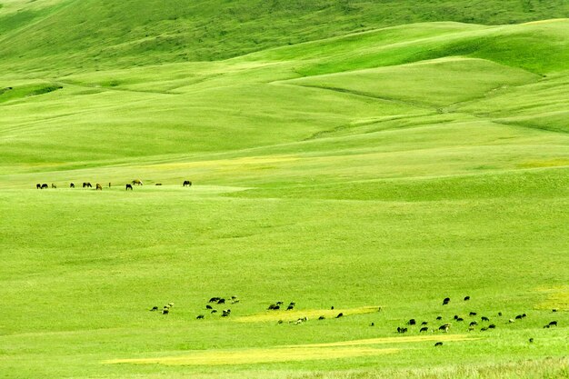 Os cavalos pastam no pasto